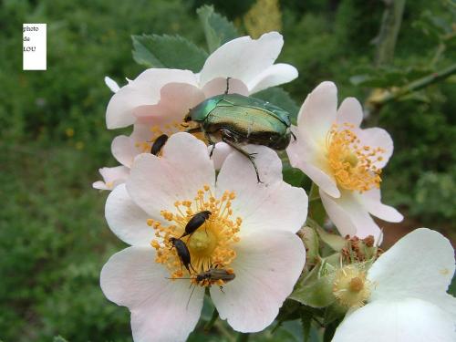 Réf. 42 241 : Cetonia aurata aurata