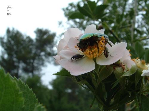 Réf. 42 240 : Cetonia aurata aurata