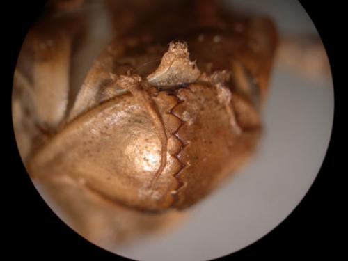 Macromia splendens