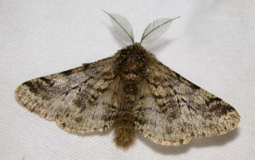 Réf. 42 440 : Lycia hirtaria