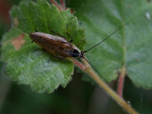 Ectobius sylvestris