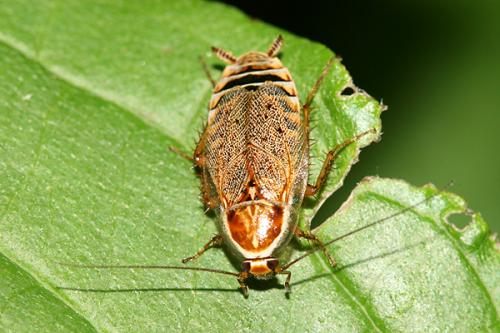 Réf. 42 262 : Ectobius lucidus