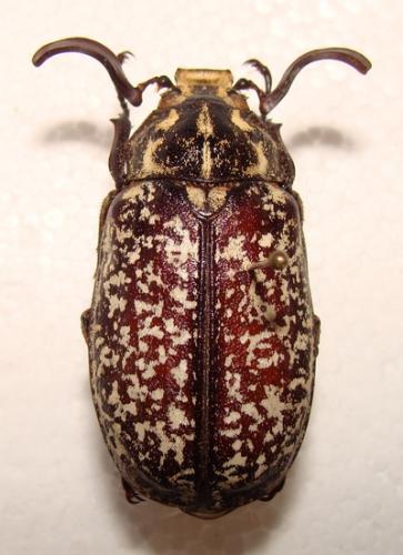 Réf. 42 012 : Polyphylla boryi
