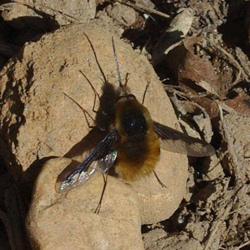 Réf. 42 979 : Bombylius major