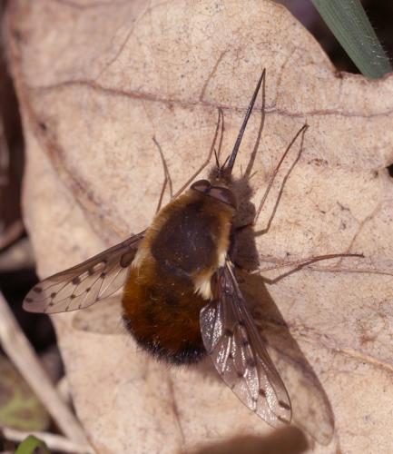 Bombylius discolor