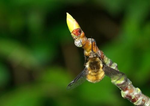 Bombylius major