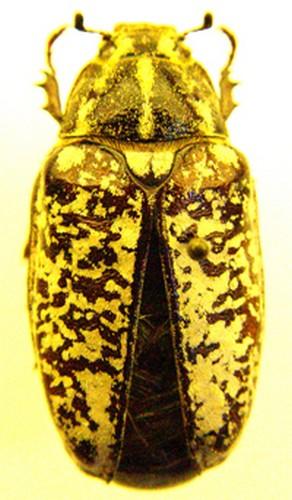 Réf. 42 244 : Polyphylla fullo