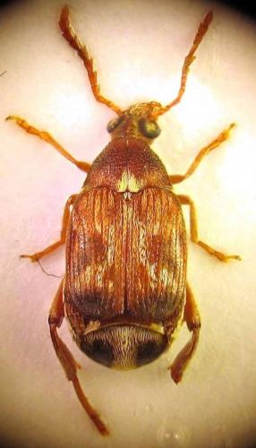 Callosobruchus maculatus
