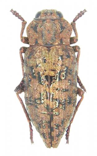 Réf. 42 771 : Dicerca herbsti
