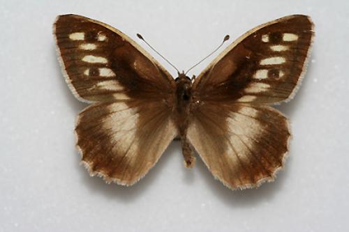 Chazara briseis