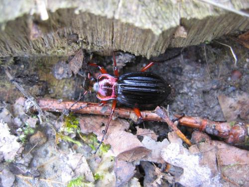 Réf. 42 120 : Carabus auronitens auronitens