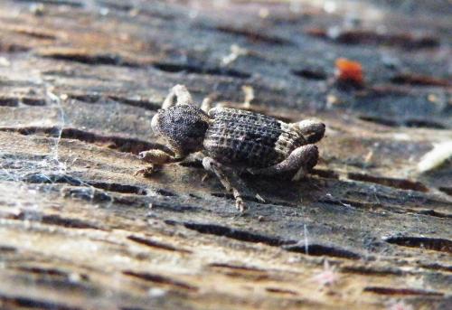 Camptorhinus statua