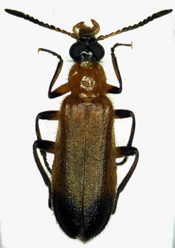 Idgia senegalensis