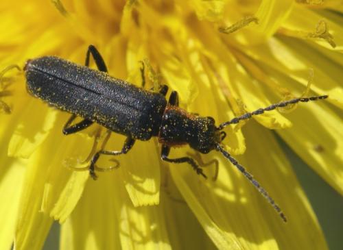 Cantharis pulicaria
