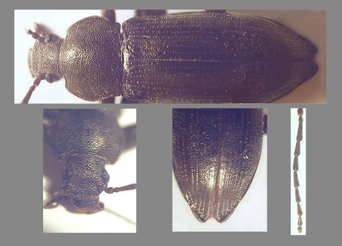 Réf. 42 689 : Stenomax aeneus