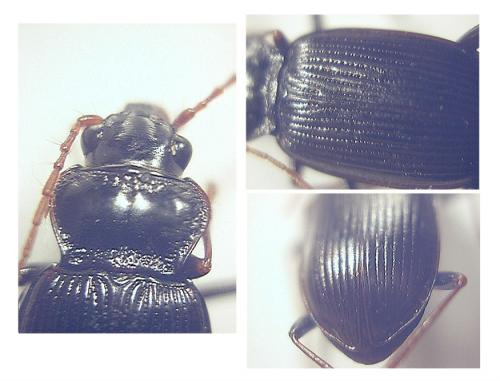 Nebria brevicollis
