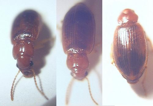 Bradycellus verbasci