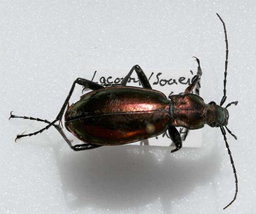 Réf. 42 682 : Carabus splendens