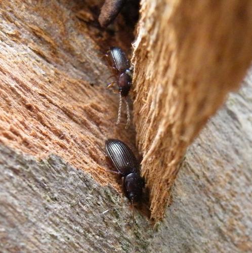 Catomus rotundicollis