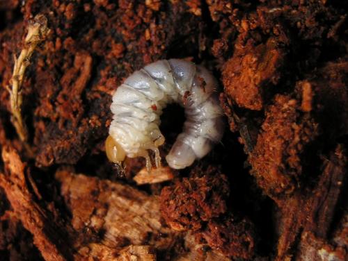 Ceruchus chrysomelinus