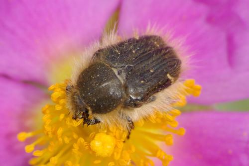 Tropinota hirta