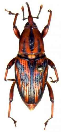 Réf. 42 614 : Metamasius hemipterus