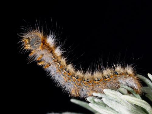 Lasiocampa quercus