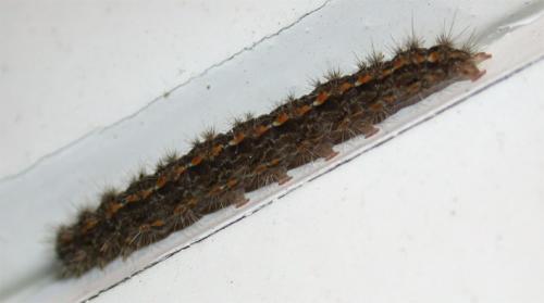 Eilema caniola