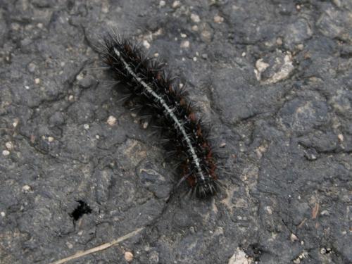 Réf. 42 672 : Coscinia cribraria