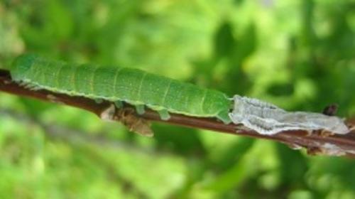 Agrochola lychnidis