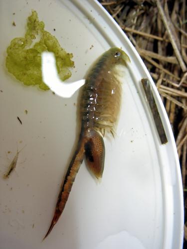 Réf. 42 308 : Chirocephalus diaphanus