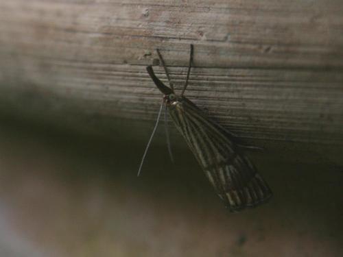 Réf. 42 685 : Chrysocrambus linetella