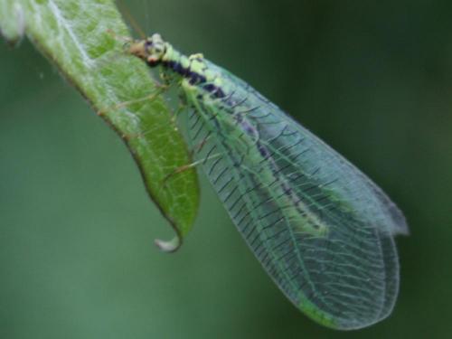 Réf. 42 709 : Chrysopa walkeri