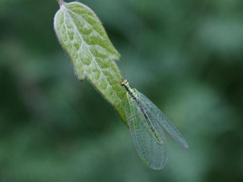 Réf. 42 697 : Chrysopa walkeri