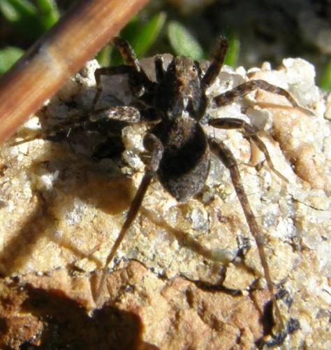 Réf. 42 128 : Pardosa sp.