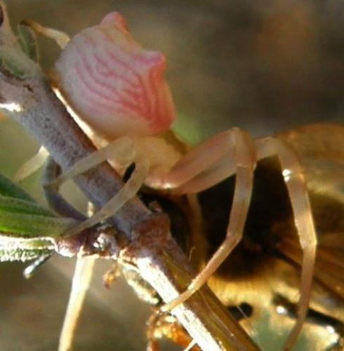 Thomisus onustus