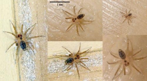 Réf. 42 841 : Oecobius sp.