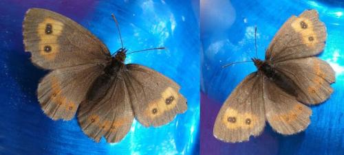 Erebia sp.