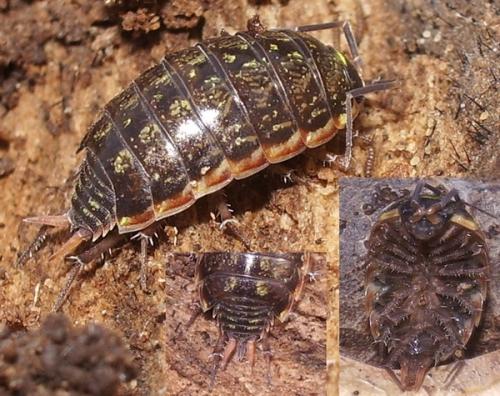 Philoscia muscorum
