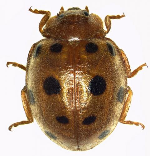 Henosepilachna sp.