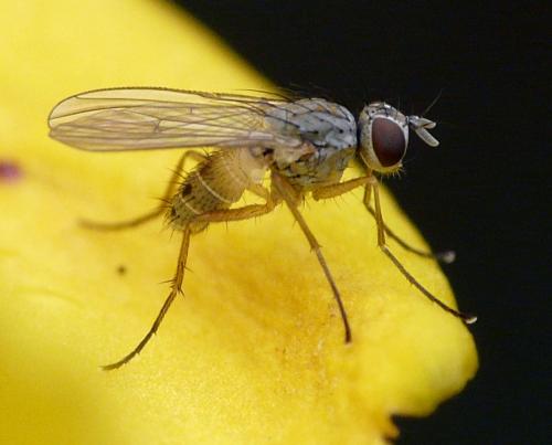 Coenosia sp.