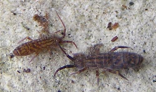 Réf. 42 085 : Orchesella quinquefasciata