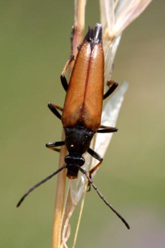 Etorofus pubescens
