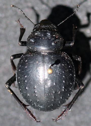 Pimelia sp.