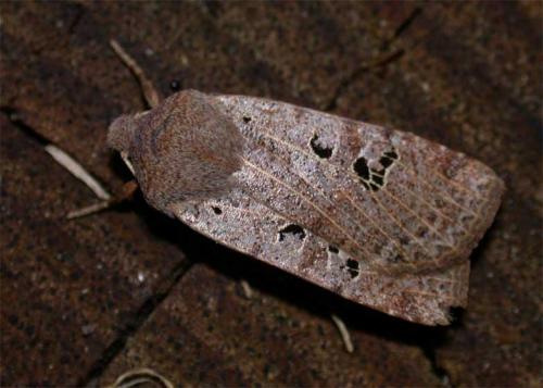 Réf. 42 362 : Conistra rubiginosa