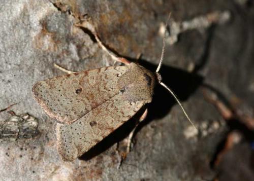 Xanthia ruticilla