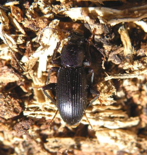 Stenomax foudrasii