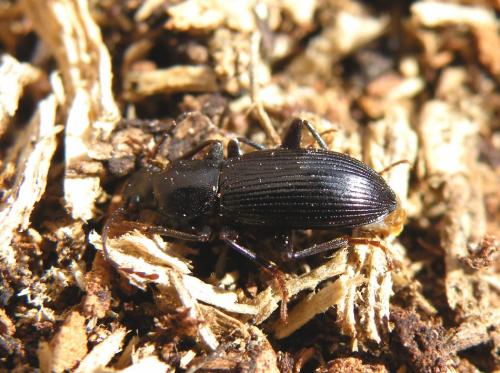 Stenomax foudrasii