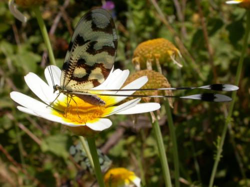 Nemoptera sinuata