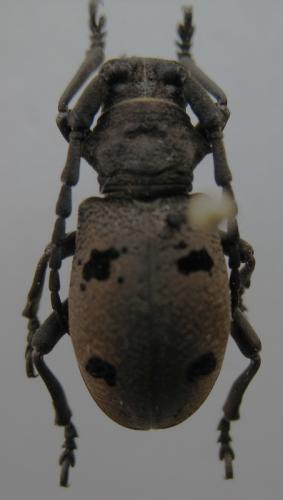 Herophila tristis